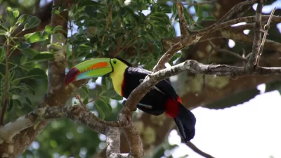 mega-combo-keel-billed-toucan