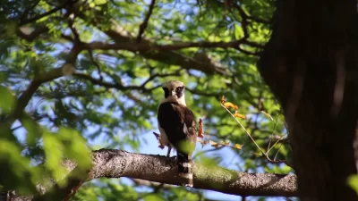 monkey-cruise-bird