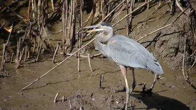 monkey-cruise-great-blue-heron