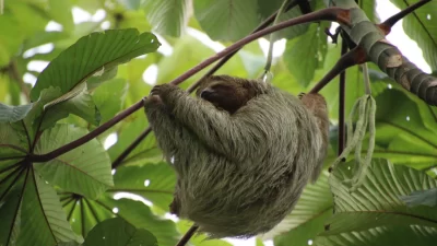 rainforest-sloth-tour-sloth-three-toes