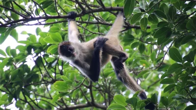 volcanic-hike-spider-monkey